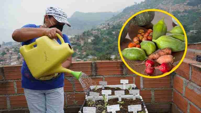 De la tierra a la mesa: 458 ecohuertas en Medellín garantizan la seguridad alimentaria y el bienestar de 2.300 personas 