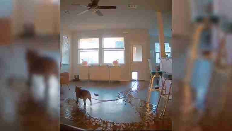 Travesura canina: perro inunda la casa de su familia