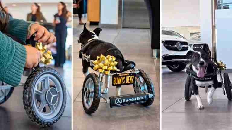 Mercedes Benz transforma la vida de un perro discapacitado con innovadora silla de ruedas