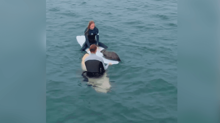 Sammy, la foca que sorprende a los surfistas en San Diego