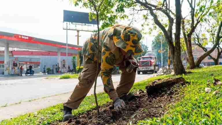 Medellín se viste de verde: más de 11.000 árboles y 413.661 plantas contribuyen a una Ecociudad