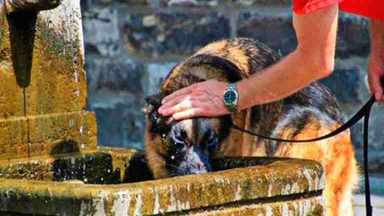 Por causa de calor extremo mueren perros en Estados Unidos 