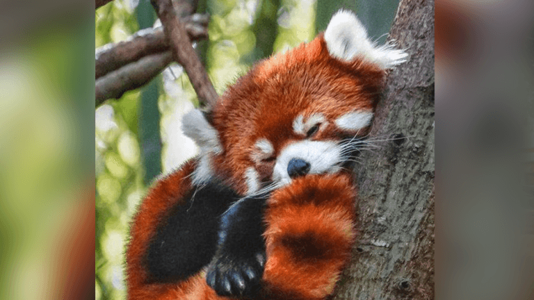 ¡Histórico!: nace el primer panda rojo luego de veinte años  