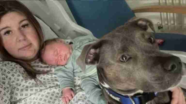 ¡Qué ternura! Perro de apoyo emocional protagoniza emotivo momento en hospital de Reino Unido 
