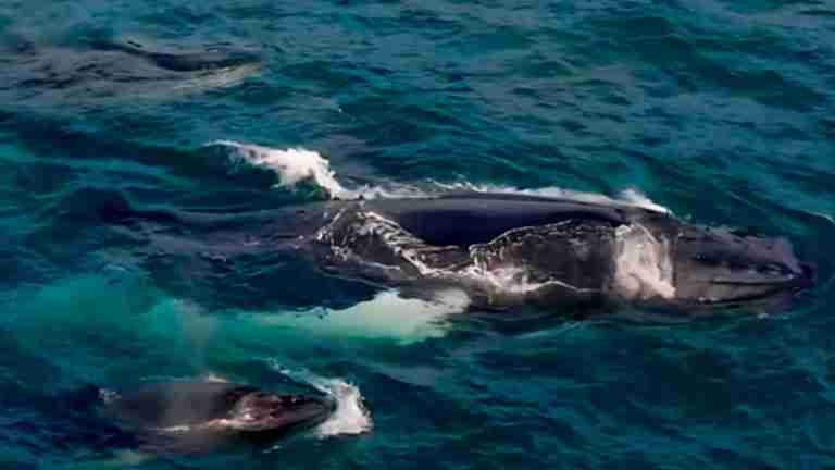 El destino que todos merecen presenciar en el corazón del mar: avistamiento de ballenas