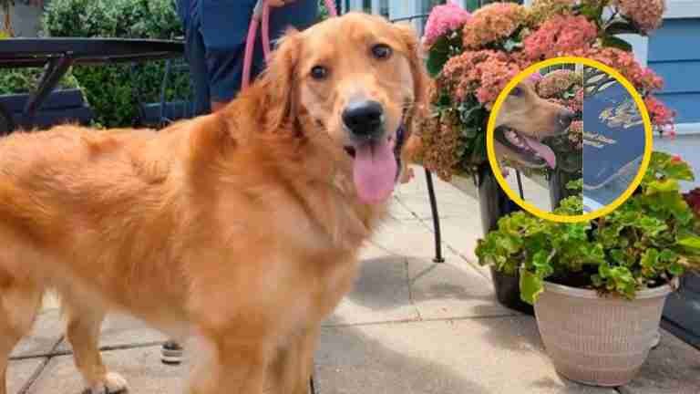 Perro se come pasaporte del novio a pocos días de su boda en Italia