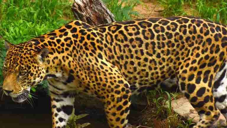 Protección del jaguar: no basta con detener la deforestación, también la degradación de los bosques