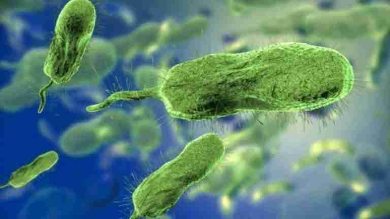 Bacteria ‘Devoradora de Carne’ golpea en Florida: cinco víctimas mortales