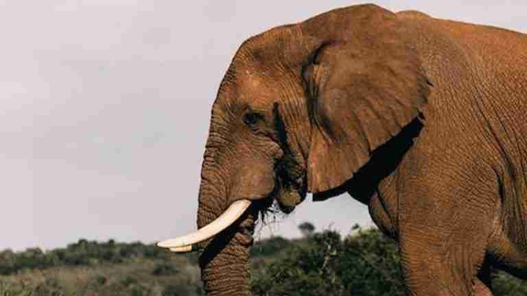 Día Mundial del Elefante: llamado a la acción por su conservación