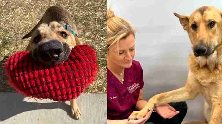 Un nuevo comienzo para Magic, el perro que fue herido en la cabeza con arma de fuego