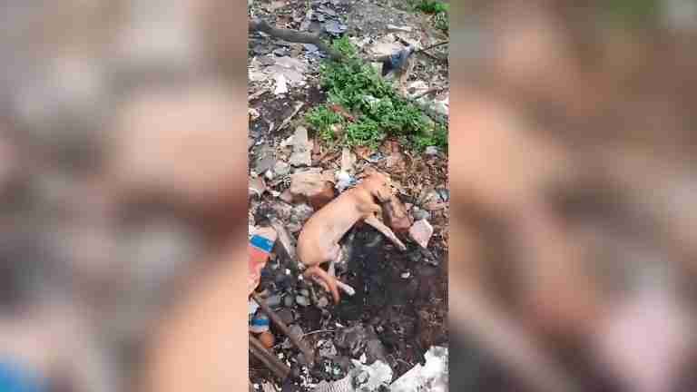 La historia de Ozzy: el perro abandonado que encontró el apoyo y solidaridad en Barranquilla