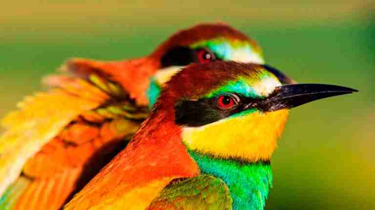 Primer Festival de Aves «Alzando el Vuelo» en Orito, Putumayo: un homenaje a la biodiversidad y el turismo sostenible