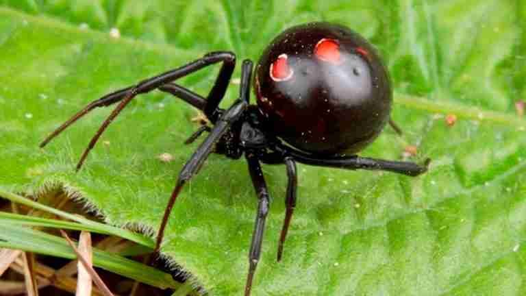 “Quería volverme Spider-Man”: niño de 8 años termina en urgencias tras recibir picadura de araña