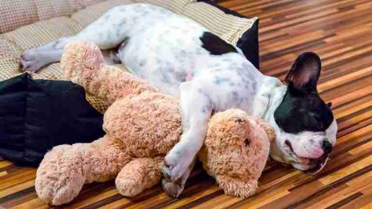Top 7 de razas de perros aptas para estar solas en casa sin estrés