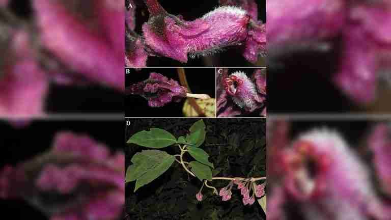 ¡Qué ironía! Descubren nueva flor en Caquetá y ya está en peligro de extinción