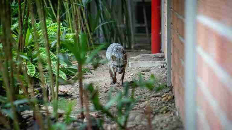En el Valle de Aburrá son monitoreados 67 animales silvestres por proyecto de telemetría