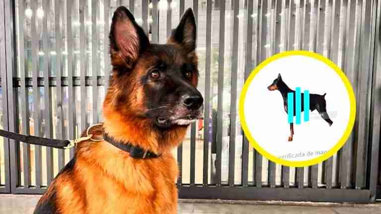 Censo digital facilita caracterización de caninos de manejo especial y animales de compañía en Medellín