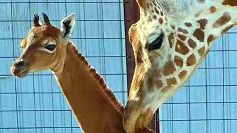 ¡Increíblemente rara! Jirafa sin manchas y de color marrón nace en zoológico de EE. UU 