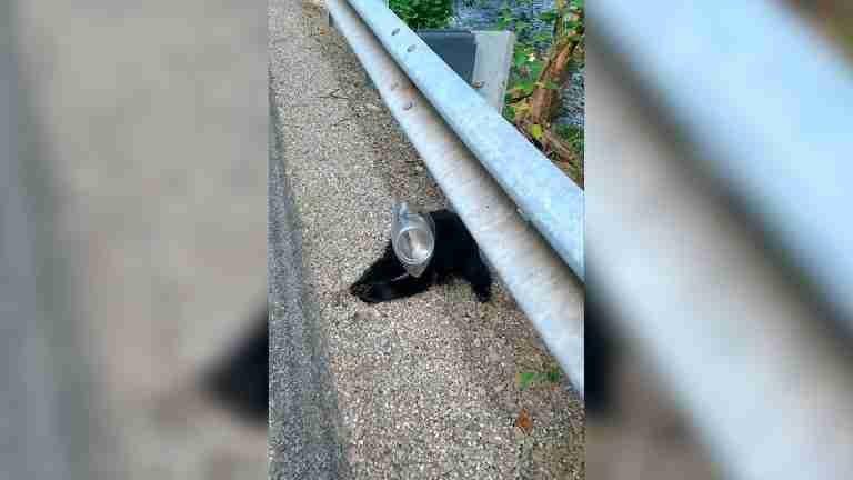 Oso atrapado en plástico: la guerra silvestre contra la contaminación persiste 