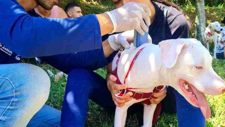 Mañana habrá jornada de bienestar animal en Bello
