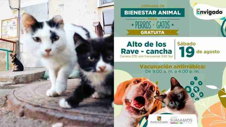 ¡Imperdible! El 19 de agosto habrá Jornada de Bienestar Animal en Envigado