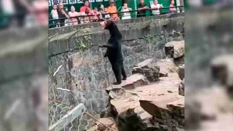 Zoológico chino desmiente que uno de sus osos es un humano disfrazado