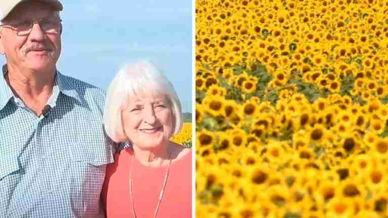 Más de un millón de Girasoles fueron plantados por un hombre que buscaba sorprender a su esposa en el aniversario 
