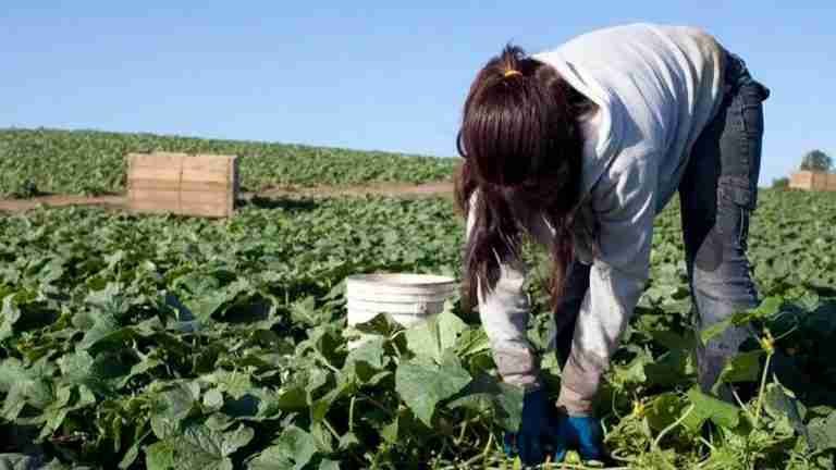 ¿Qué pasa en Estados Unidos con el trabajo infantil?