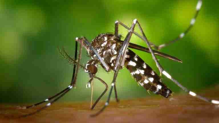 Esperanza en la prevención del dengue: Universidad de Antioquia busca voluntarios para nuevo medicamento