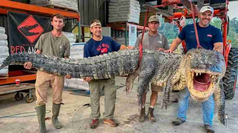 Cazadores baten récord al capturar gigantesco caimán en una batalla nocturna