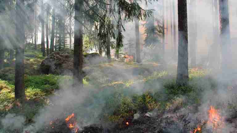 Día Mundial de la Prevención de Incendios Forestales