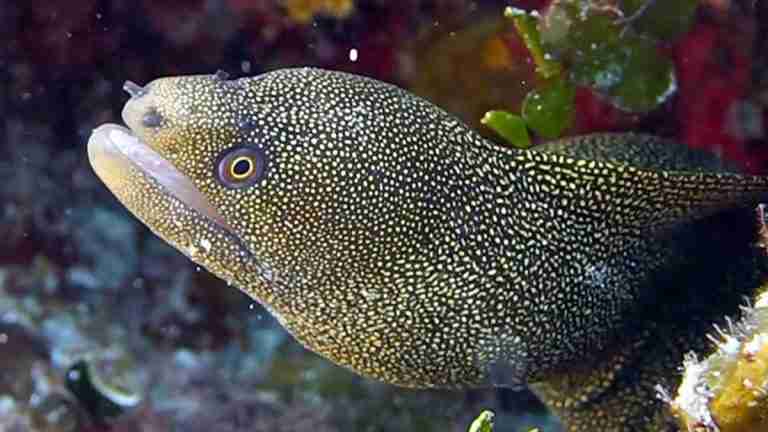 ¡Sorprendente! Así aprovechan las morenas su doble mandíbula para cazar