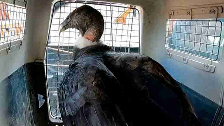 ¡Indignante! Alcalde peruano arrastró a un cóndor andino por la calle