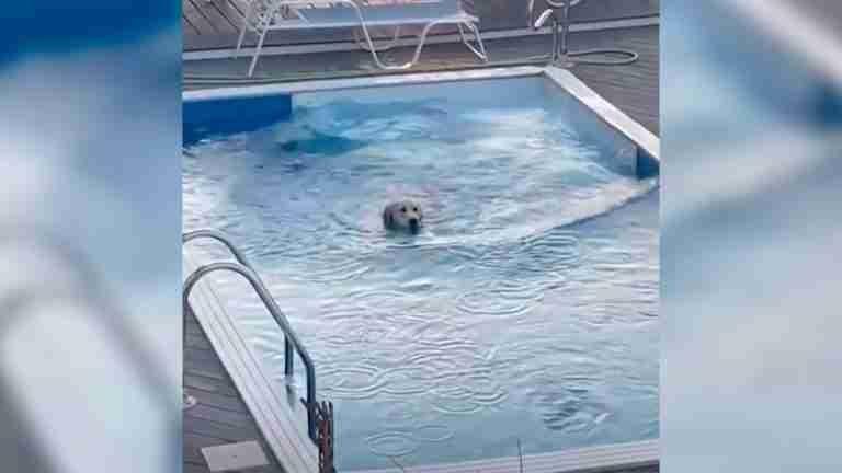 El perro “intruso” que se adueñó de la piscina del vecino en verano 