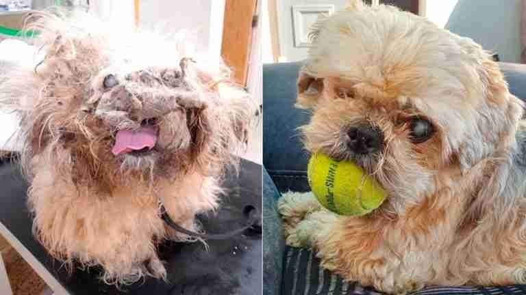 “Es un milagro”: así fue la transformación de un perro abandonado 
