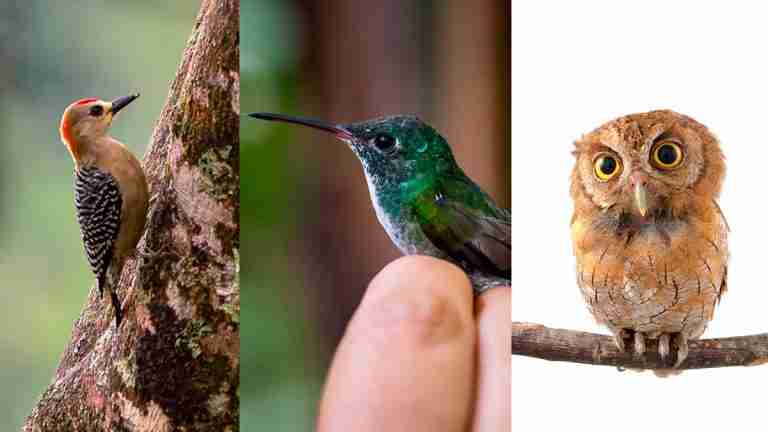 Viajando a la Carta en el primer encuentro binacional de avisturismo en Santa Elena, Medellín