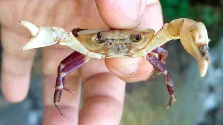 Firmante de paz descubre nueva especie de cangrejo en La Guajira