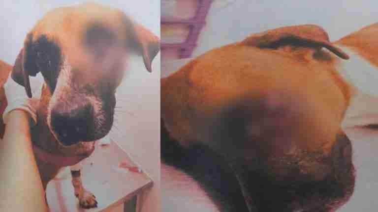 Judicialización por maltrato: perrita pierde un ojo y responsable enfrenta consecuencias legales en Casanare