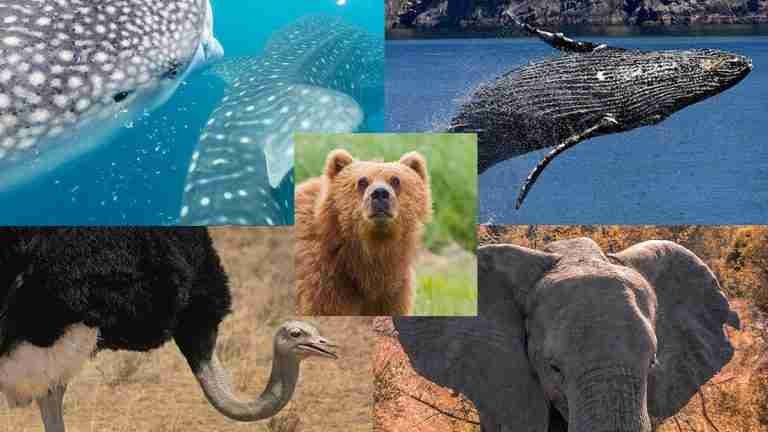 Estos son los 5 Animales más grandes del planeta