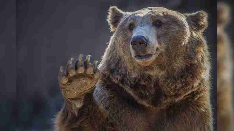 Oso “saluda” a turistas que le cedieron el paso en carretera 