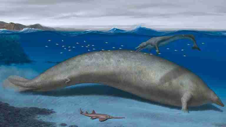 Descubren en Perú al que podría ser el animal más pesado de la historia