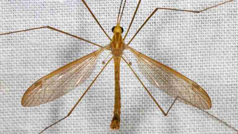 Conoce a la Típula: el intrigante ‘mosquito gigante’ que no pica ni amenaza