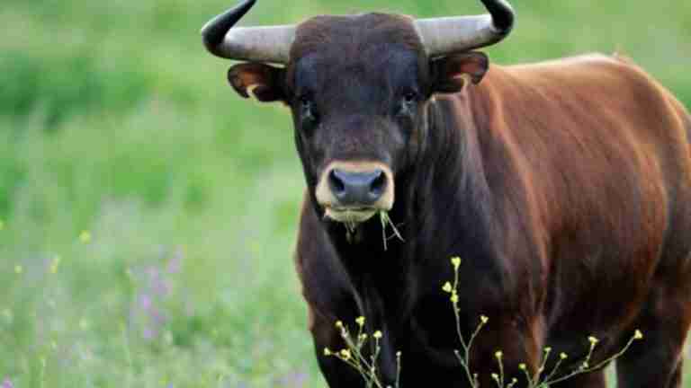 ¿Qué tanto sabes de los toros?