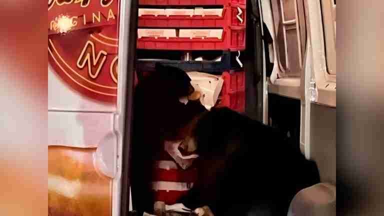 Osos negros asaltaron un camión de donas 