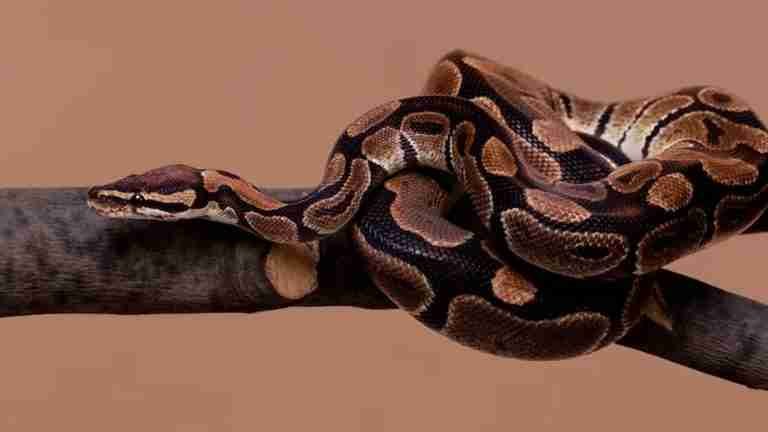 19 de septiembre: Día Internacional de Concienciación sobre la Mordedura de Serpiente