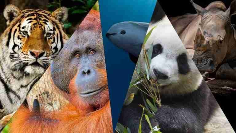 ¿Conoces estas cinco especies en peligro de extinción?