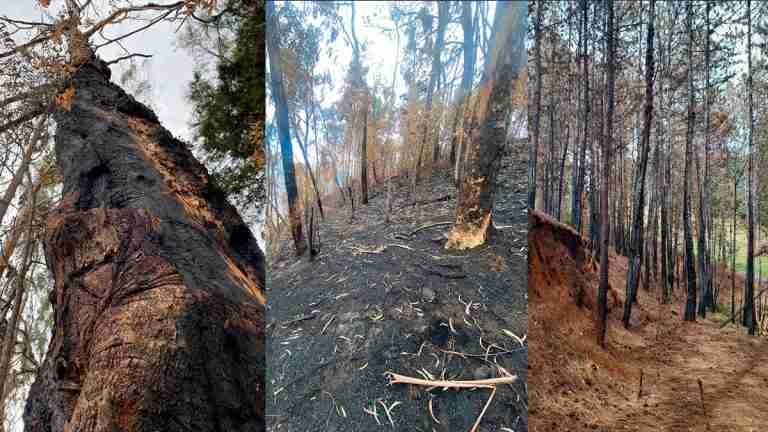 Incendios forestales devastan 150 hectáreas de bosques y plantaciones en el Valle de Aburrá en lo corrido de 2023
