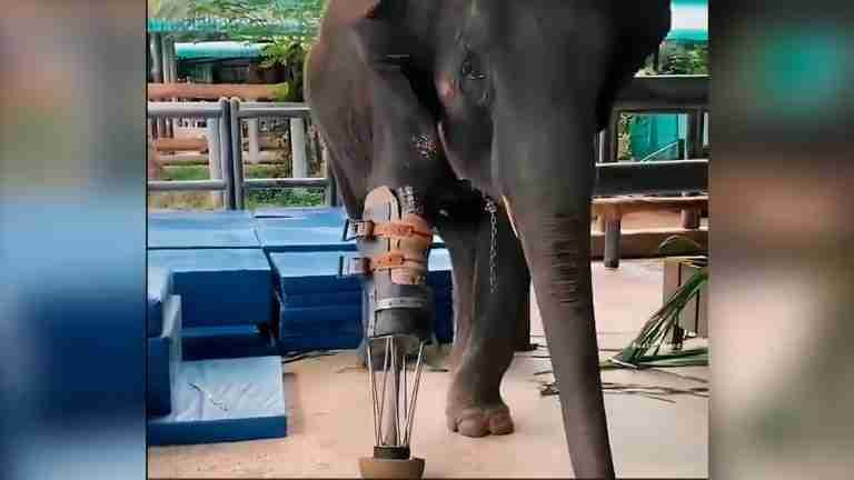 Mosha: el elefante que desafía la adversidad con su prótesis