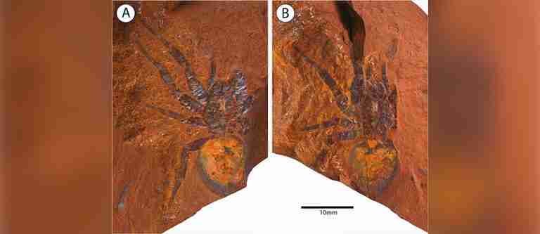 Descubren el segundo fósil más grande de araña prehistórica en Australia