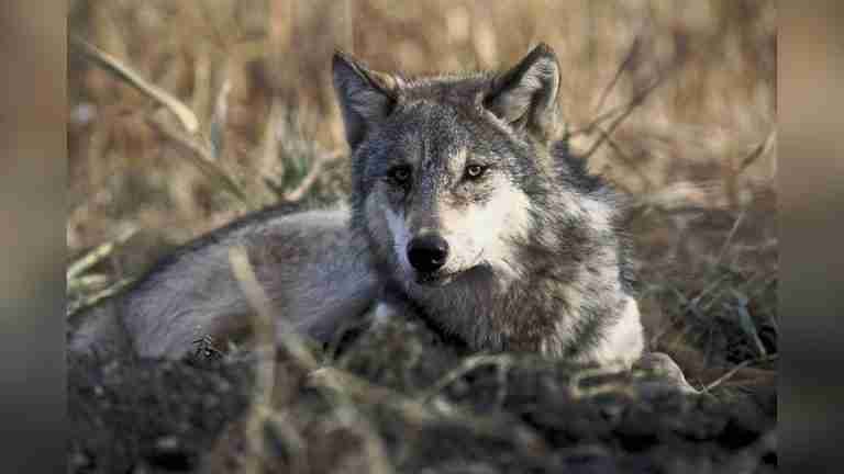 ¿Sacar a los lobos de la extinción para volver a matarlos? Esto proponen en la Unión Europea